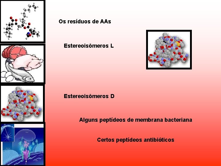 Os resíduos de AAs Estereoisômeros L Estereoisômeros D Alguns peptídeos de membrana bacteriana Certos Os resíduos de AAs Estereoisômeros L Estereoisômeros D Alguns peptídeos de membrana bacteriana Certos