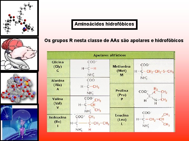 Aminoácidos hidrofóbicos Os grupos R nesta classe de AAs são apolares e hidrofóbicos Aminoácidos hidrofóbicos Os grupos R nesta classe de AAs são apolares e hidrofóbicos