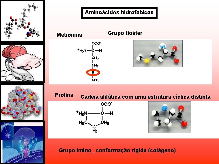 Aminoácidos hidrofóbicos Metionina Prolina Grupo tioéter Cadeia alifática com uma estrutura cíclica distinta Grupo Aminoácidos hidrofóbicos Metionina Prolina Grupo tioéter Cadeia alifática com uma estrutura cíclica distinta Grupo