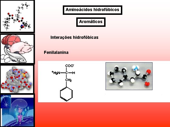 Aminoácidos hidrofóbicos Aromáticos Interações hidrofóbicas Fenilalanina Aminoácidos hidrofóbicos Aromáticos Interações hidrofóbicas Fenilalanina