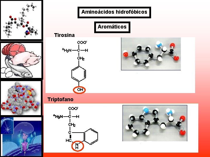 Aminoácidos hidrofóbicos Aromáticos Tirosina Triptofano Aminoácidos hidrofóbicos Aromáticos Tirosina Triptofano