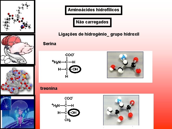 Aminoácidos hidrofílicos Não carregados Ligações de hidrogênio_ grupo hidroxil Serina treonina Aminoácidos hidrofílicos Não carregados Ligações de hidrogênio_ grupo hidroxil Serina treonina