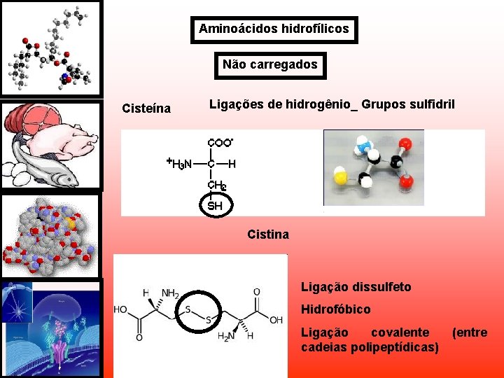 Aminoácidos hidrofílicos Não carregados Cisteína Ligações de hidrogênio_ Grupos sulfidril Cistina Ligação dissulfeto Hidrofóbico Aminoácidos hidrofílicos Não carregados Cisteína Ligações de hidrogênio_ Grupos sulfidril Cistina Ligação dissulfeto Hidrofóbico