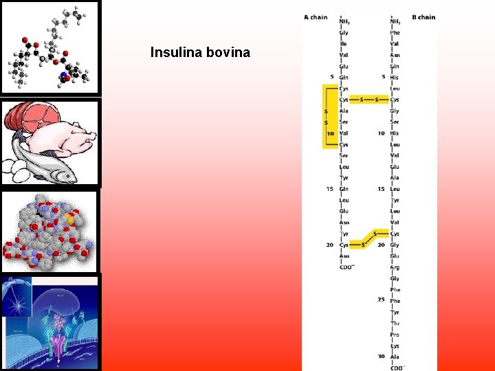 Insulina bovina Insulina bovina
