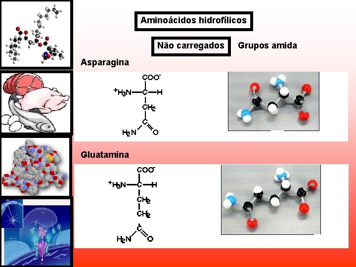 Aminoácidos hidrofílicos Não carregados Asparagina Gluatamina Grupos amida Aminoácidos hidrofílicos Não carregados Asparagina Gluatamina Grupos amida