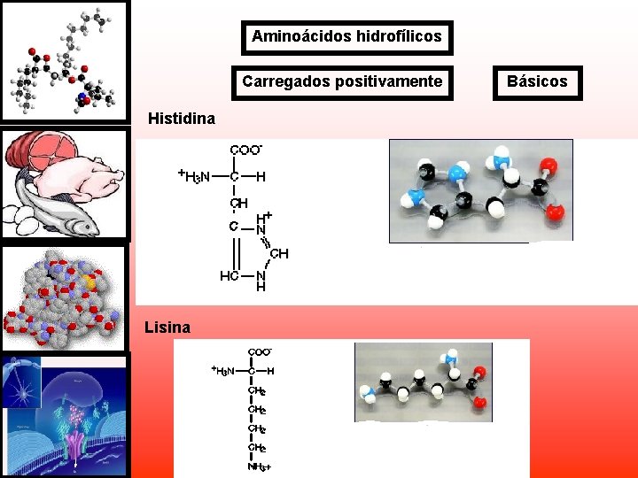Aminoácidos hidrofílicos Carregados positivamente Histidina Lisina Básicos Aminoácidos hidrofílicos Carregados positivamente Histidina Lisina Básicos