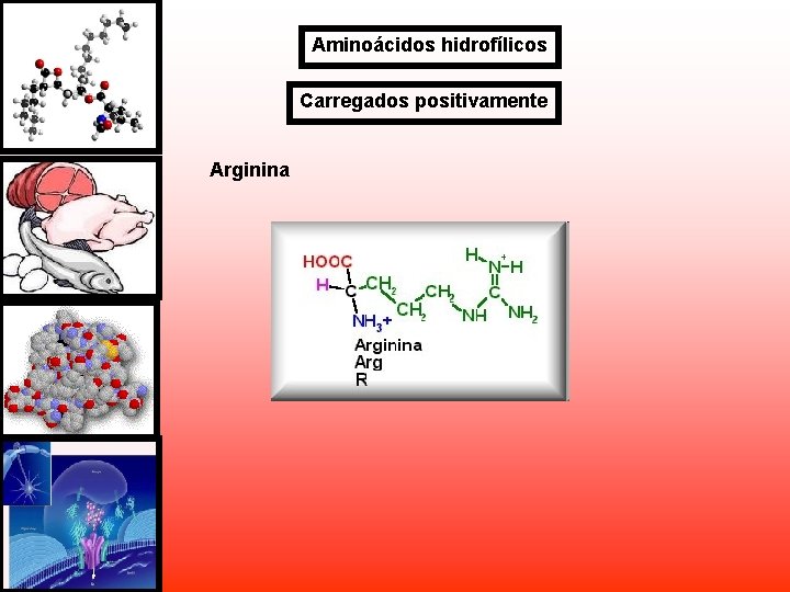 Aminoácidos hidrofílicos Carregados positivamente Arginina Aminoácidos hidrofílicos Carregados positivamente Arginina