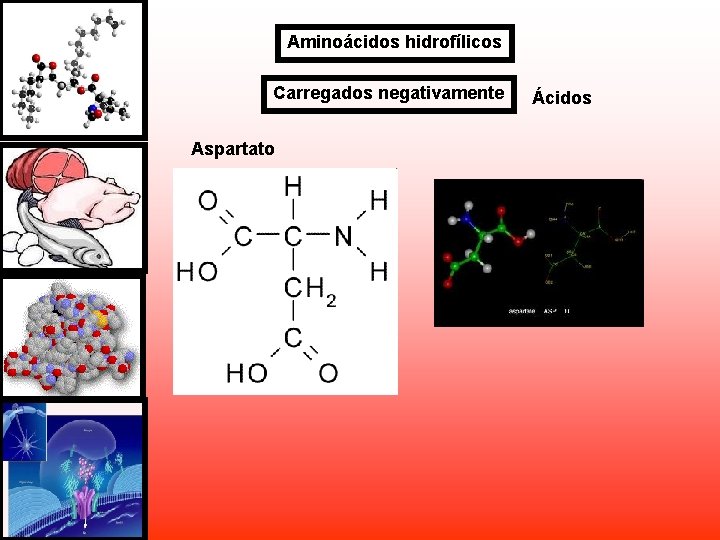 Aminoácidos hidrofílicos Carregados negativamente Aspartato Ácidos Aminoácidos hidrofílicos Carregados negativamente Aspartato Ácidos