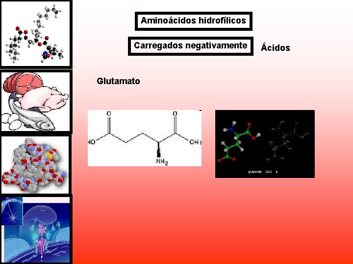 Aminoácidos hidrofílicos Carregados negativamente Glutamato Ácidos Aminoácidos hidrofílicos Carregados negativamente Glutamato Ácidos