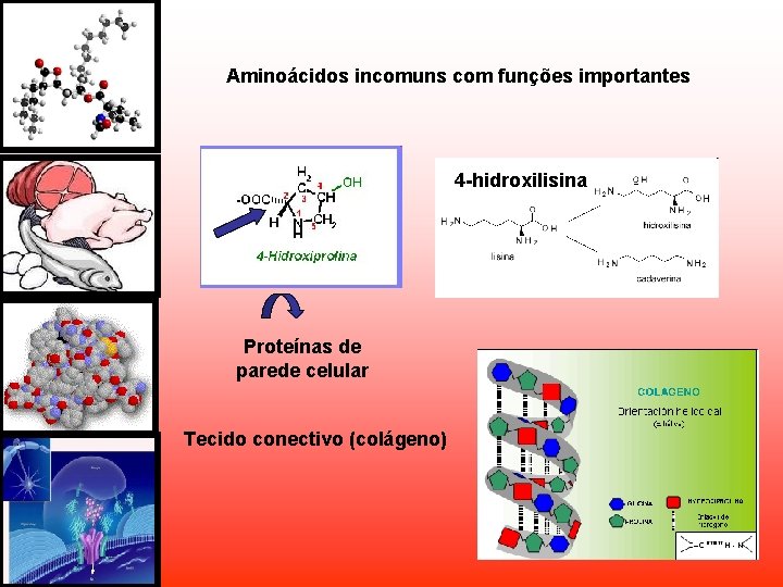 Aminoácidos incomuns com funções importantes 4 -hidroxilisina Proteínas de parede celular Tecido conectivo (colágeno) Aminoácidos incomuns com funções importantes 4 -hidroxilisina Proteínas de parede celular Tecido conectivo (colágeno)