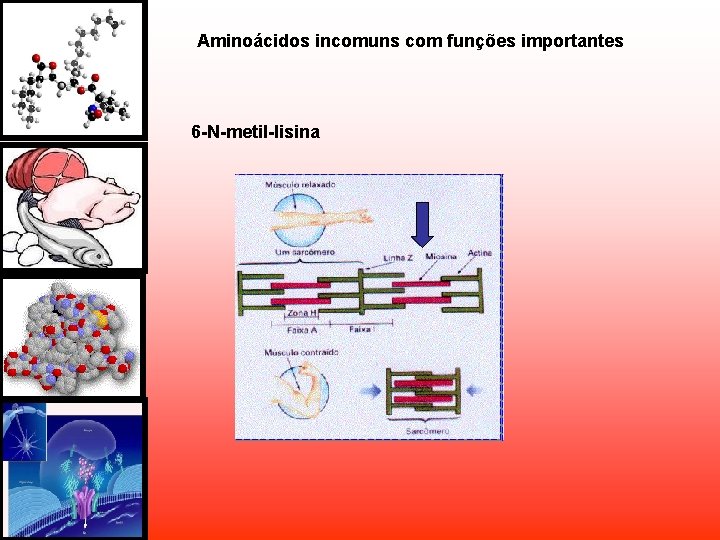 Aminoácidos incomuns com funções importantes 6 -N-metil-lisina Aminoácidos incomuns com funções importantes 6 -N-metil-lisina