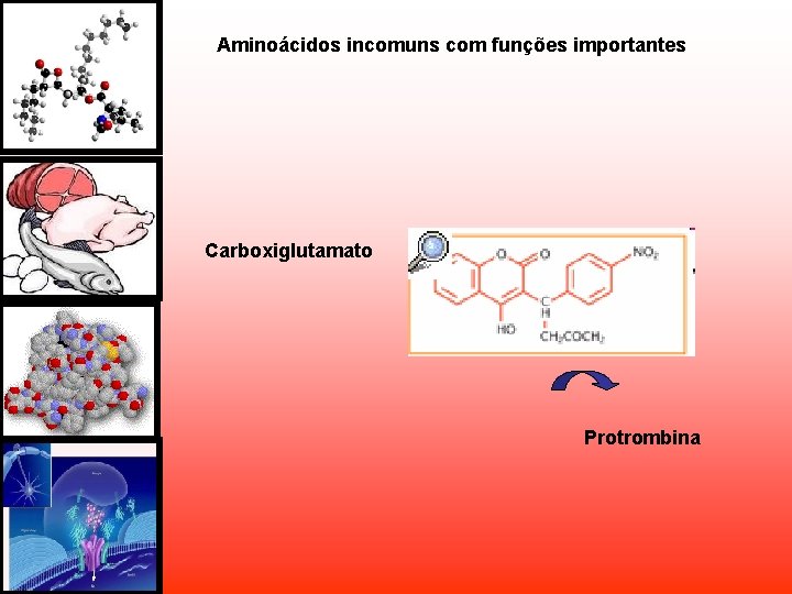 Aminoácidos incomuns com funções importantes Carboxiglutamato Protrombina Aminoácidos incomuns com funções importantes Carboxiglutamato Protrombina