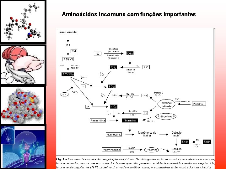 Aminoácidos incomuns com funções importantes Aminoácidos incomuns com funções importantes