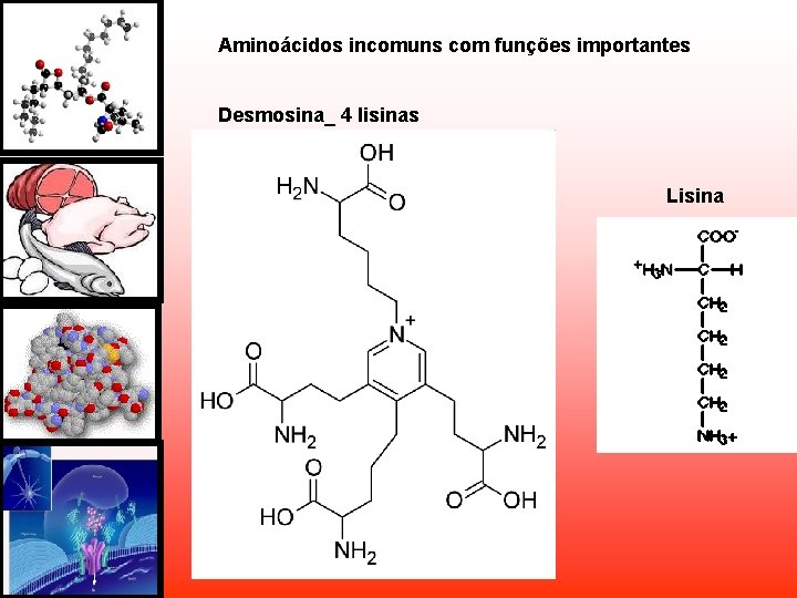 Aminoácidos incomuns com funções importantes Desmosina_ 4 lisinas Lisina Aminoácidos incomuns com funções importantes Desmosina_ 4 lisinas Lisina