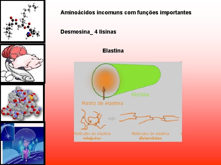 Aminoácidos incomuns com funções importantes Desmosina_ 4 lisinas Elastina Aminoácidos incomuns com funções importantes Desmosina_ 4 lisinas Elastina