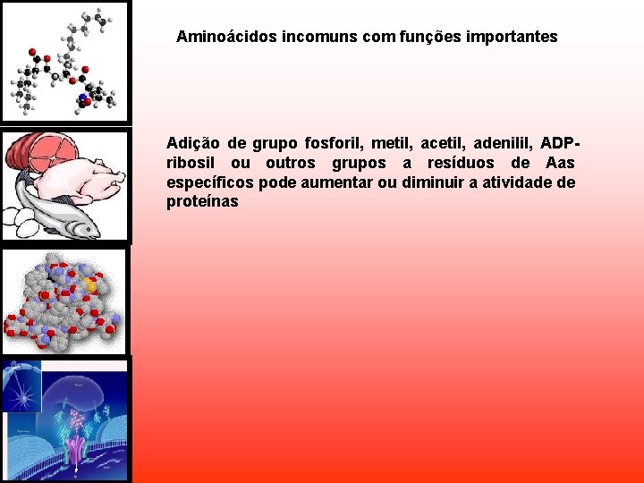 Aminoácidos incomuns com funções importantes Adição de grupo fosforil, metil, acetil, adenilil, ADPribosil ou Aminoácidos incomuns com funções importantes Adição de grupo fosforil, metil, acetil, adenilil, ADPribosil ou