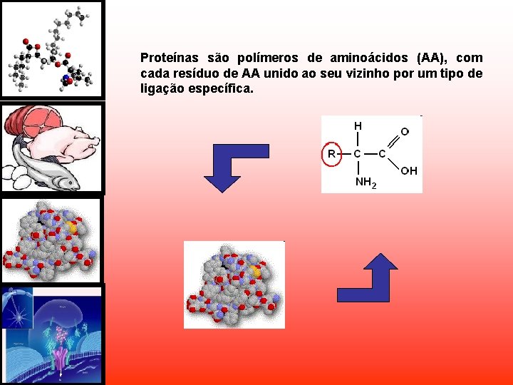 Proteínas são polímeros de aminoácidos (AA), com cada resíduo de AA unido ao seu Proteínas são polímeros de aminoácidos (AA), com cada resíduo de AA unido ao seu