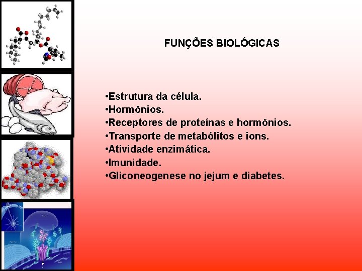 FUNÇÕES BIOLÓGICAS • Estrutura da célula. • Hormônios. • Receptores de proteínas e hormônios. FUNÇÕES BIOLÓGICAS • Estrutura da célula. • Hormônios. • Receptores de proteínas e hormônios.