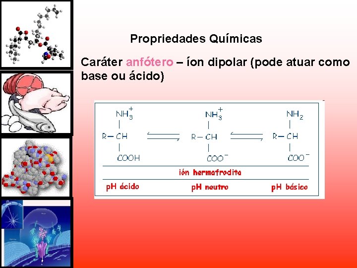 Propriedades Químicas Caráter anfótero – íon dipolar (pode atuar como base ou ácido) Propriedades Químicas Caráter anfótero – íon dipolar (pode atuar como base ou ácido)