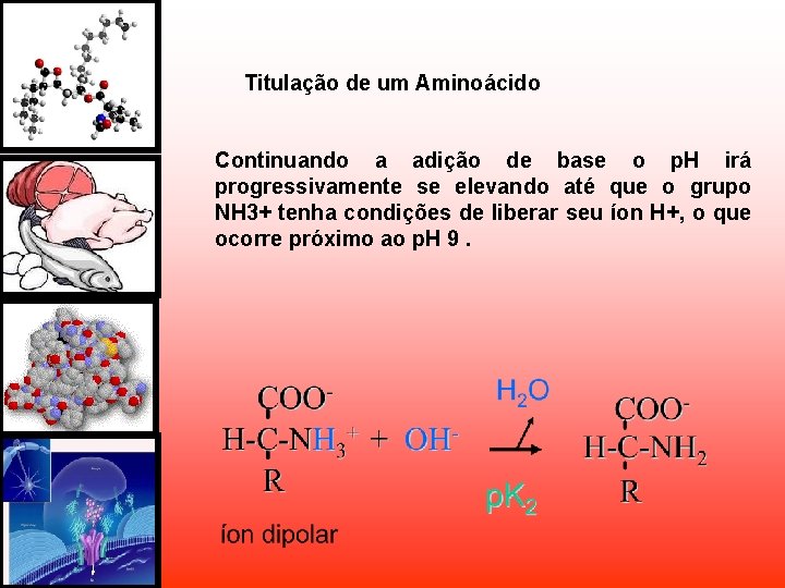Titulação de um Aminoácido Continuando a adição de base o p. H irá progressivamente Titulação de um Aminoácido Continuando a adição de base o p. H irá progressivamente