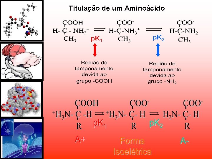 Titulação de um Aminoácido Titulação de um Aminoácido