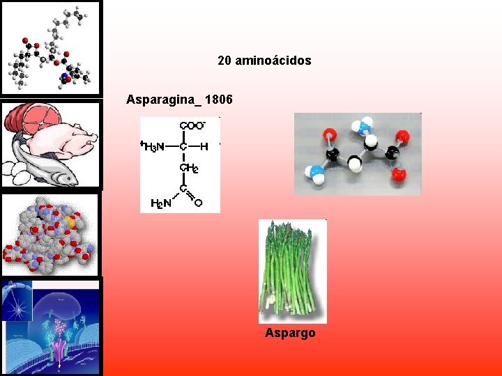 20 aminoácidos Asparagina_ 1806 Aspargo 20 aminoácidos Asparagina_ 1806 Aspargo