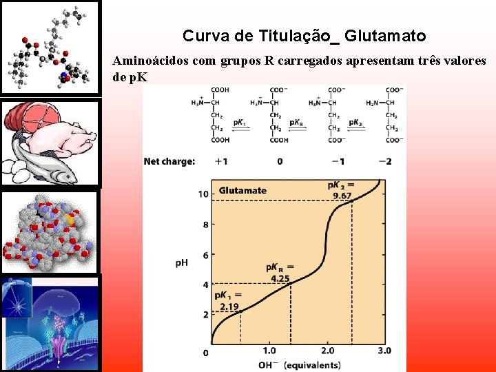 Curva de Titulação_ Glutamato Aminoácidos com grupos R carregados apresentam três valores de p. Curva de Titulação_ Glutamato Aminoácidos com grupos R carregados apresentam três valores de p.
