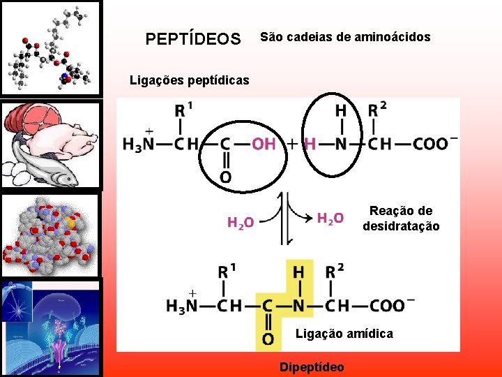PEPTÍDEOS São cadeias de aminoácidos Ligações peptídicas Reação de desidratação Ligação amídica Dipeptídeo PEPTÍDEOS São cadeias de aminoácidos Ligações peptídicas Reação de desidratação Ligação amídica Dipeptídeo