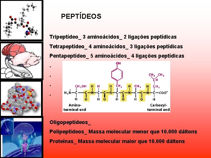 PEPTÍDEOS Tripeptídeo_ 3 aminoácidos_ 2 ligações peptídicas Tetrapeptídeo_ 4 aminoácidos_ 3 ligações peptídicas Pentapeptídeo_ PEPTÍDEOS Tripeptídeo_ 3 aminoácidos_ 2 ligações peptídicas Tetrapeptídeo_ 4 aminoácidos_ 3 ligações peptídicas Pentapeptídeo_