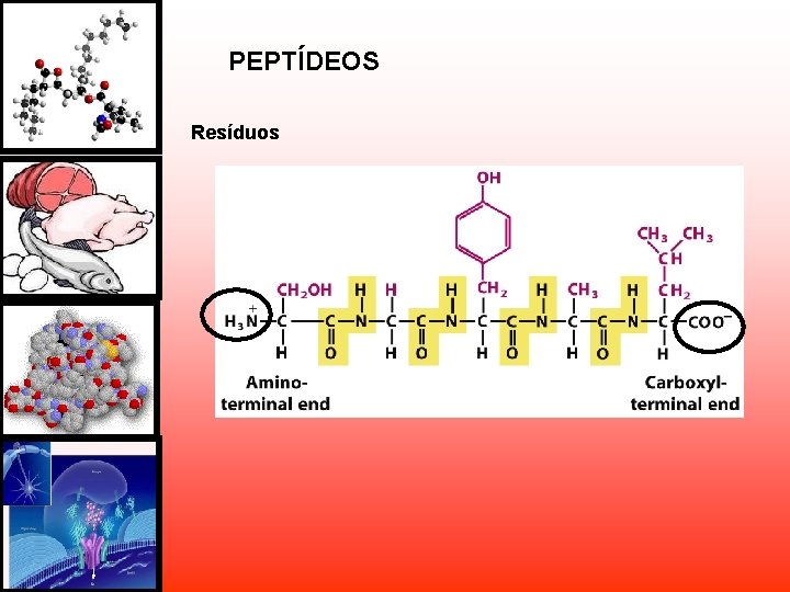 PEPTÍDEOS Resíduos PEPTÍDEOS Resíduos