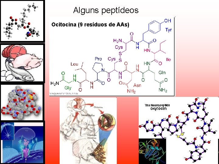 Alguns peptídeos Ocitocina (9 resíduos de AAs) Alguns peptídeos Ocitocina (9 resíduos de AAs)