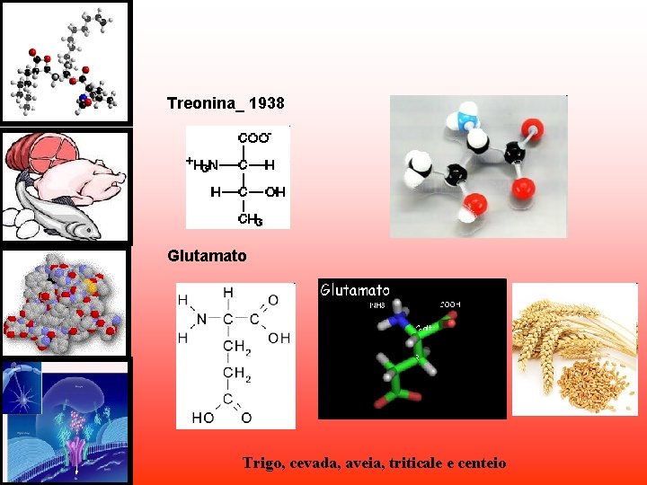 Treonina_ 1938 Glutamato Trigo, cevada, aveia, triticale e centeio Treonina_ 1938 Glutamato Trigo, cevada, aveia, triticale e centeio