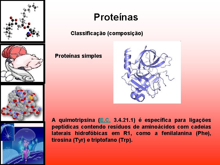 Proteínas Classificação (composição) Proteínas simples A quimotripsina (E. C. 3. 4. 21. 1) é Proteínas Classificação (composição) Proteínas simples A quimotripsina (E. C. 3. 4. 21. 1) é
