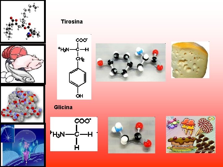 Tirosina Glicina Tirosina Glicina
