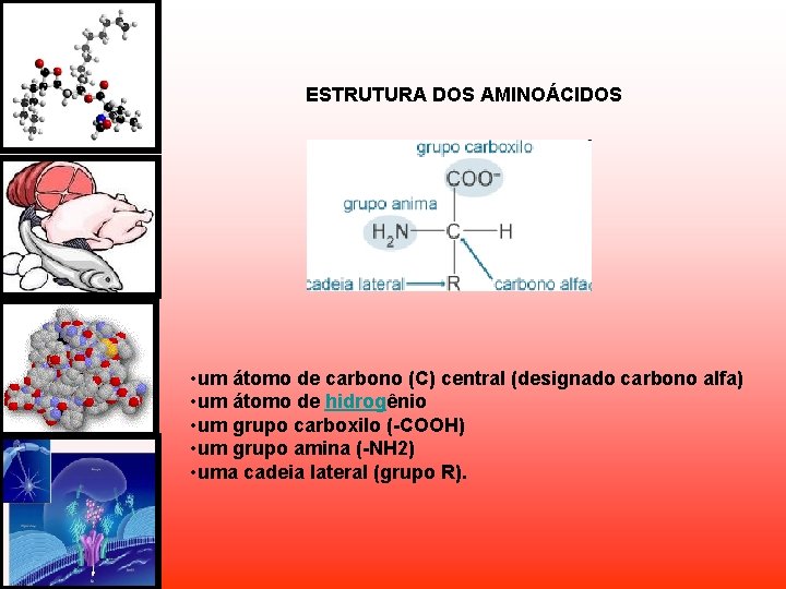 ESTRUTURA DOS AMINOÁCIDOS • um átomo de carbono (C) central (designado carbono alfa) • ESTRUTURA DOS AMINOÁCIDOS • um átomo de carbono (C) central (designado carbono alfa) •