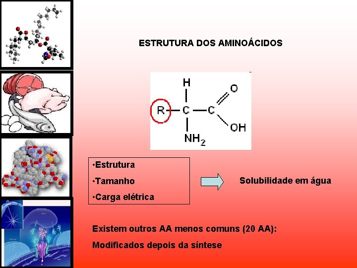 ESTRUTURA DOS AMINOÁCIDOS • Estrutura • Tamanho Solubilidade em água • Carga elétrica Existem ESTRUTURA DOS AMINOÁCIDOS • Estrutura • Tamanho Solubilidade em água • Carga elétrica Existem