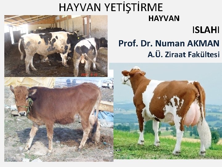 HAYVAN YETİŞTİRME HAYVAN ISLAHI Prof. Dr. Numan AKMAN A. Ü. Ziraat Fakültesi 1 