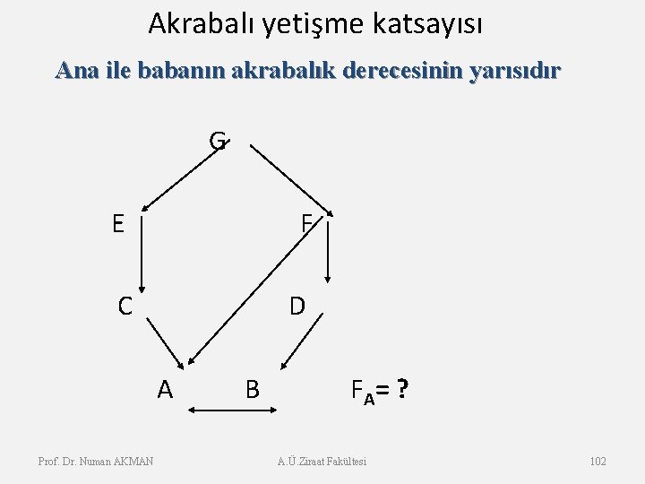 Akrabalı yetişme katsayısı Ana ile babanın akrabalık derecesinin yarısıdır G E F C D