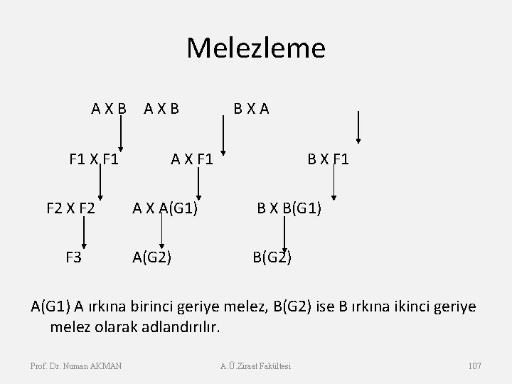 Melezleme A X B F 1 X F 1 A X F 1 B