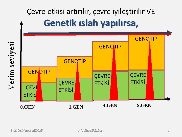 Çevre etkisi artırılır, çevre iyileştirilir VE Verim seviyesi Genetik ıslah yapılırsa, GENOTİP ÇEVRE ETKİSİ