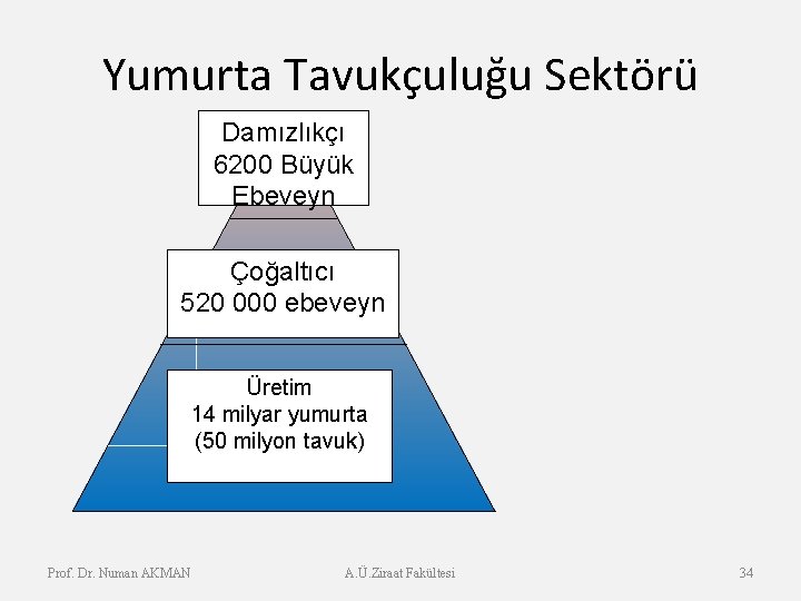 Yumurta Tavukçuluğu Sektörü Damızlıkçı 6200 Büyük Ebeveyn Çoğaltıcı 520 000 ebeveyn Üretim 14 milyar