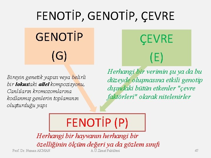 FENOTİP, GENOTİP, ÇEVRE GENOTİP (G) Bireyin genetik yapısı veya belirli bir lokustaki allel kompozisyonu,