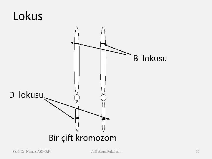 Lokus B lokusu D lokusu Bir çift kromozom Prof. Dr. Numan AKMAN A. Ü.