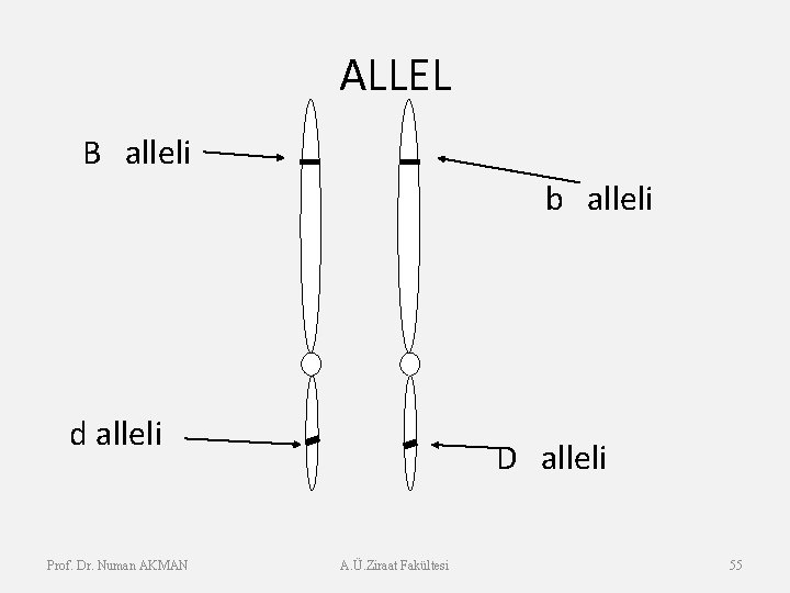 ALLEL B alleli b alleli d alleli Prof. Dr. Numan AKMAN D alleli A.