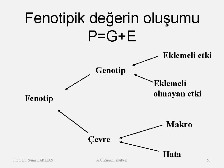 Fenotipik değerin oluşumu P=G+E Eklemeli etki Genotip Eklemeli olmayan etki Fenotip Makro Çevre Prof.