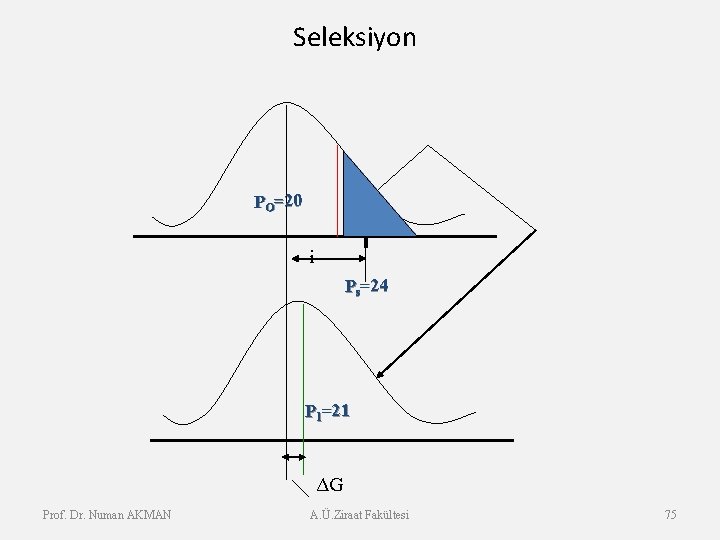 Seleksiyon PO=20 i Ps=24 P 1=21 ΔG Prof. Dr. Numan AKMAN A. Ü. Ziraat