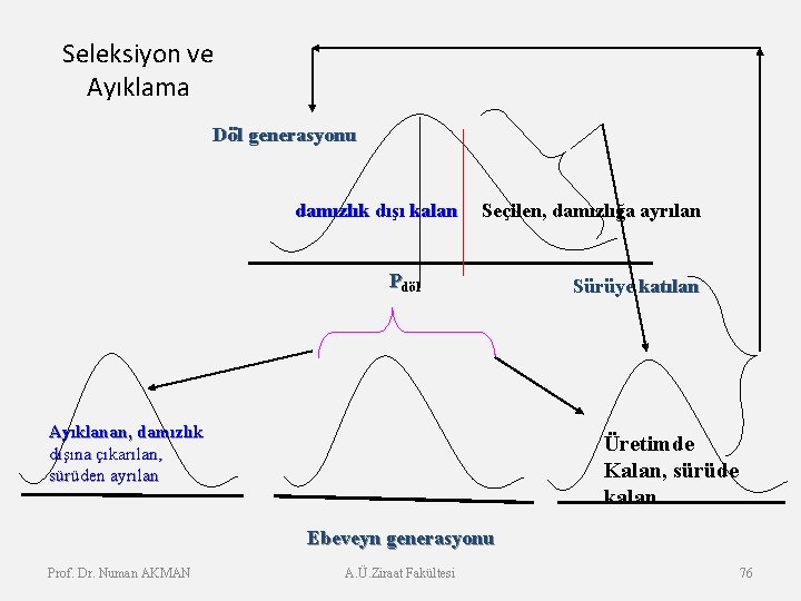 Seleksiyon ve Ayıklama Döl generasyonu damızlık dışı kalan Seçilen, damızlığa ayrılan Pdöl Ayıklanan, damızlık