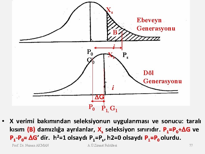 Xs Ebeveyn Generasyonu B i Xs P 0 G 0 i Ps Döl Generasyonu