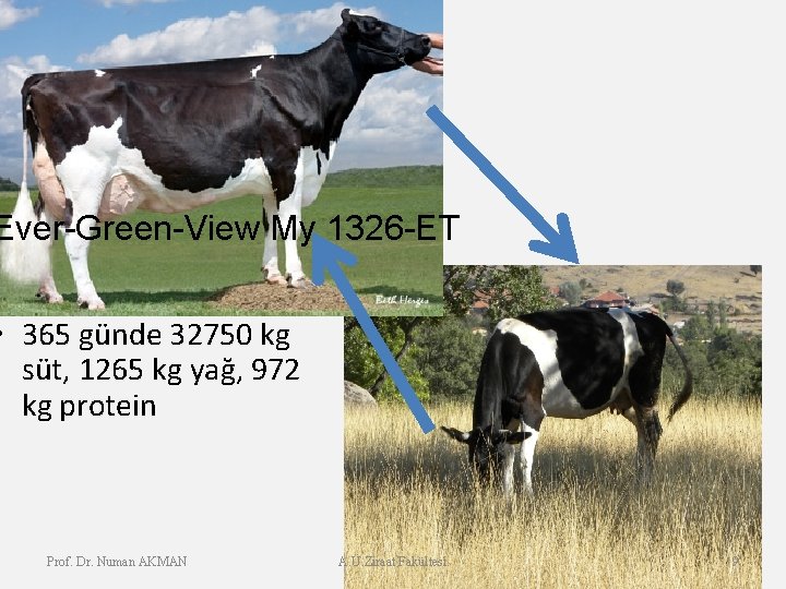 Ever-Green-View My 1326 -ET • 365 günde 32750 kg süt, 1265 kg yağ, 972