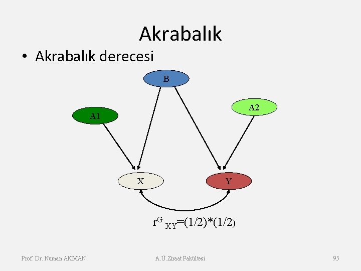 Akrabalık • Akrabalık derecesi B A 2 A 1 X Y r. G XY=(1/2)*(1/2)